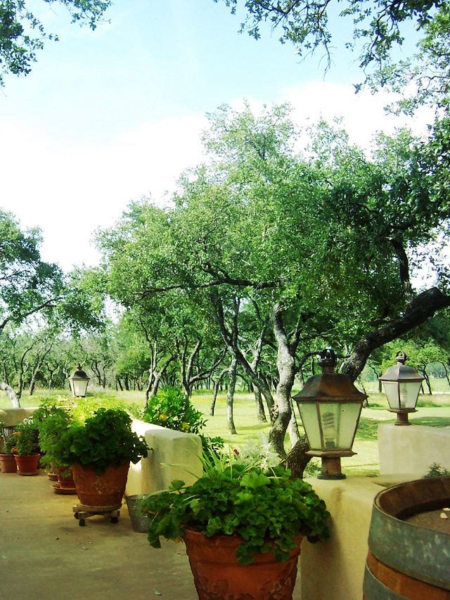 Texas Hill Vineyard, near Johnson City, Texas.