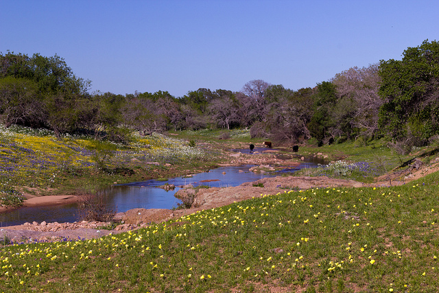 Cattle at a stream flanked by blooming wildflowers along the Willow City Loop.