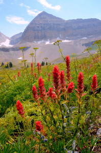 Cylindrical red wildflowers bloom in the foreground with a mountain rising in the distance.