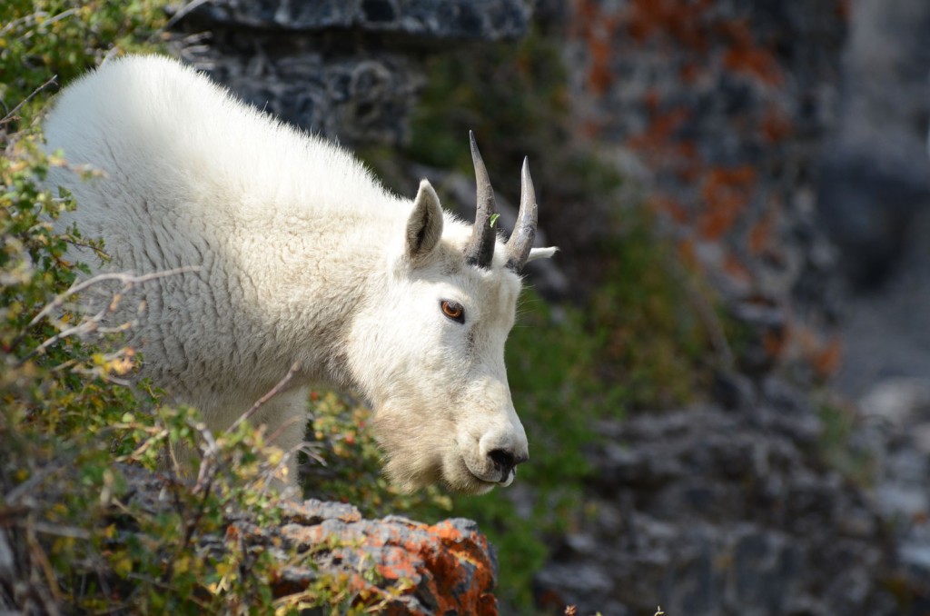 A mountain goat peers over a small rock outcropping.