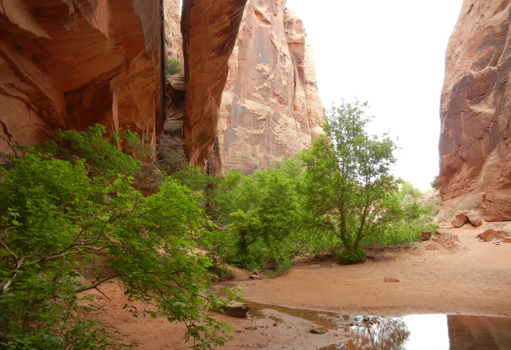 Water pools as a thin creek runs through a sandstone canyon.