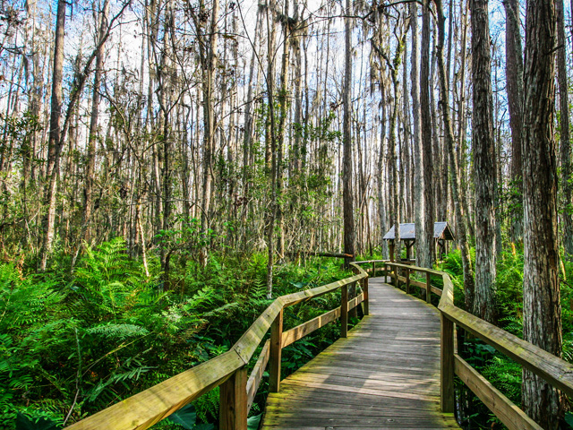 Slather yourself in sunscreen and bug spray and head south to Everglades National Park.