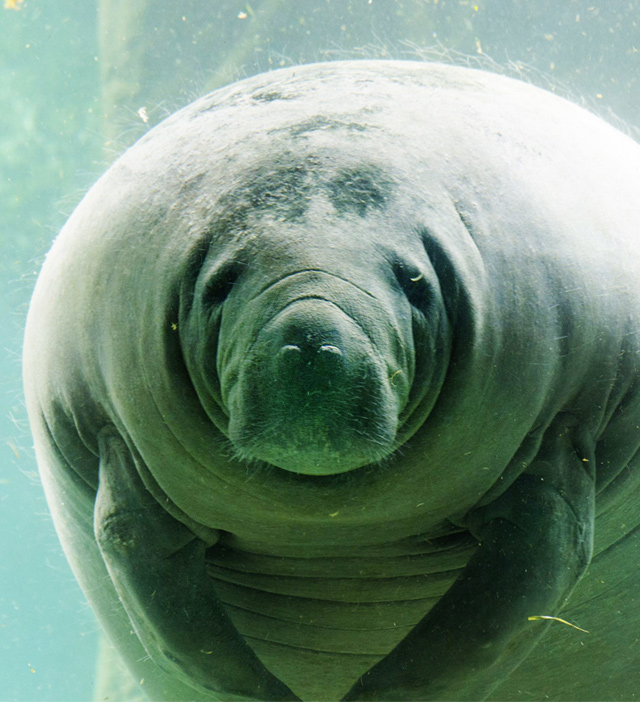 An adorable manatee staring deeply and warmly into your very soul.