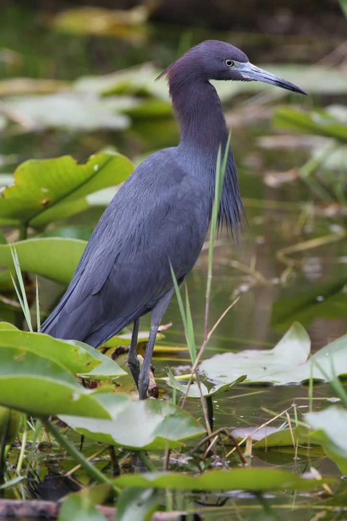 A smoky blue heron stands in the water of the Everglades in Florida.