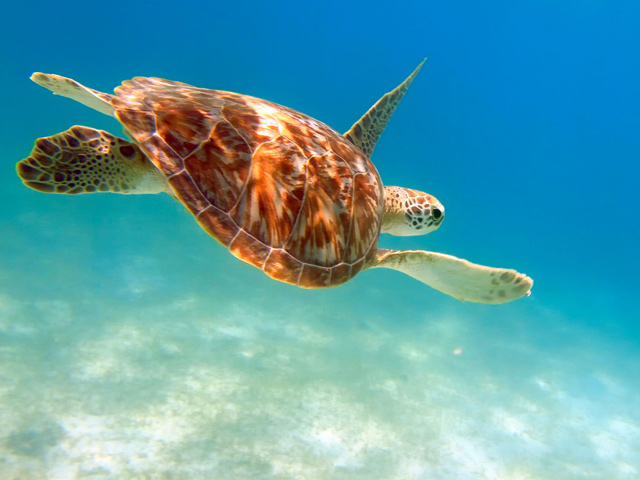 Sea turtles spend most of their lives in the ocean, only returning to land to dig into beach sand to lay their eggs, after which they immediately head back out to the ocean.