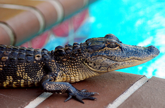 A small alligator perches on the tile near the edge of a backyard pool.