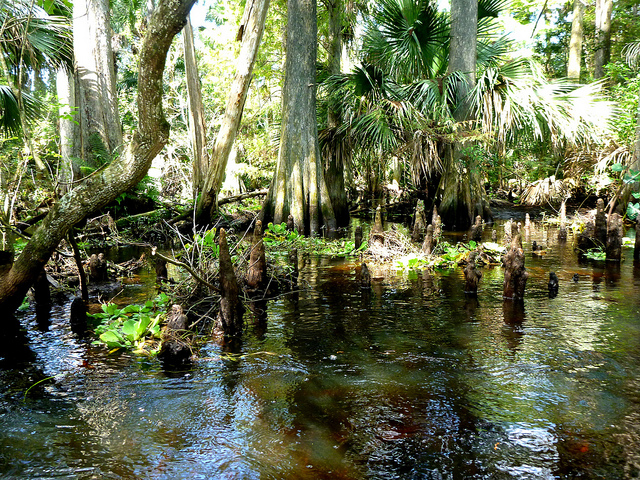 A boat tour on the Loxahatchee River.