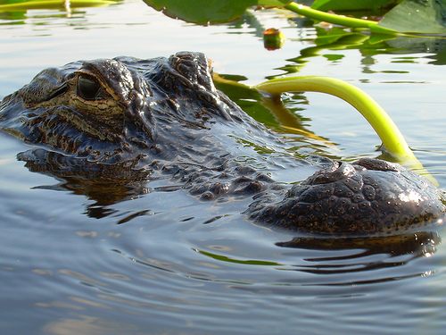 Close up photo of an alligator in the Florida Everglades.