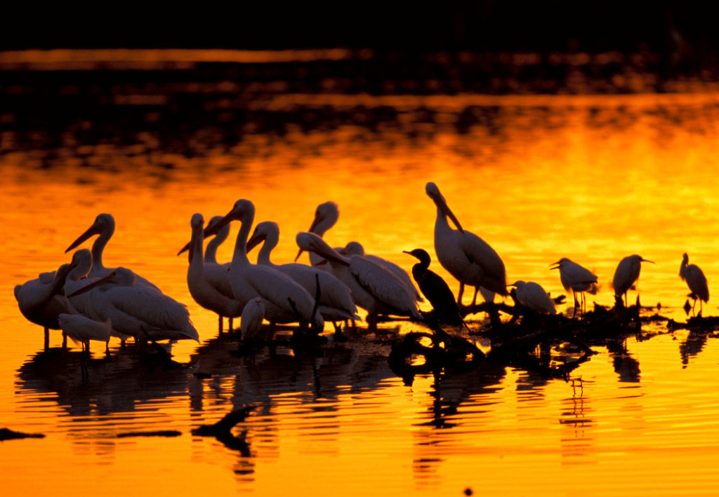 Wading birds silhouetted in water that reflects a brilliant orange sunset.