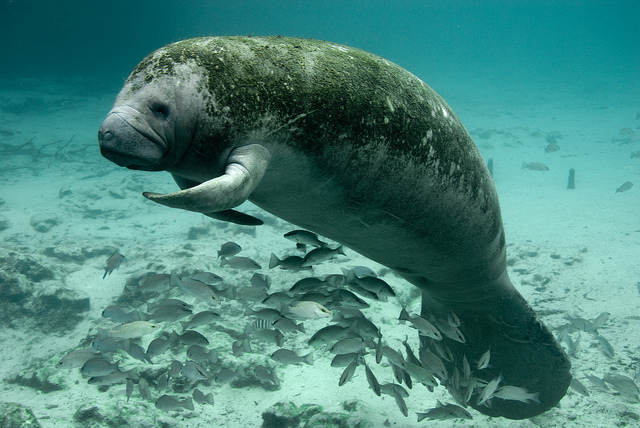 The beautiful and endangered West Indian manatee at a sanctuary in Florida.