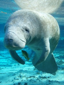 Another adorable West Indian manatee at a Florida sanctuary.