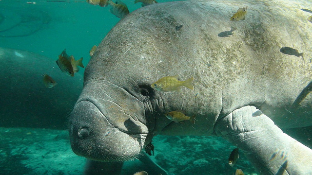 Another adorable West Indian manatee at a Florida sanctuary.