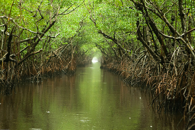 Everglades water way on a rainy afternoon.