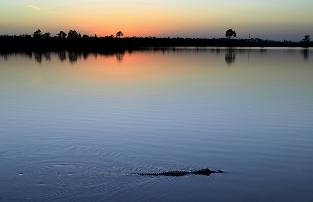 Silhouette of an alligator in the waters of the Everglades at sunset.