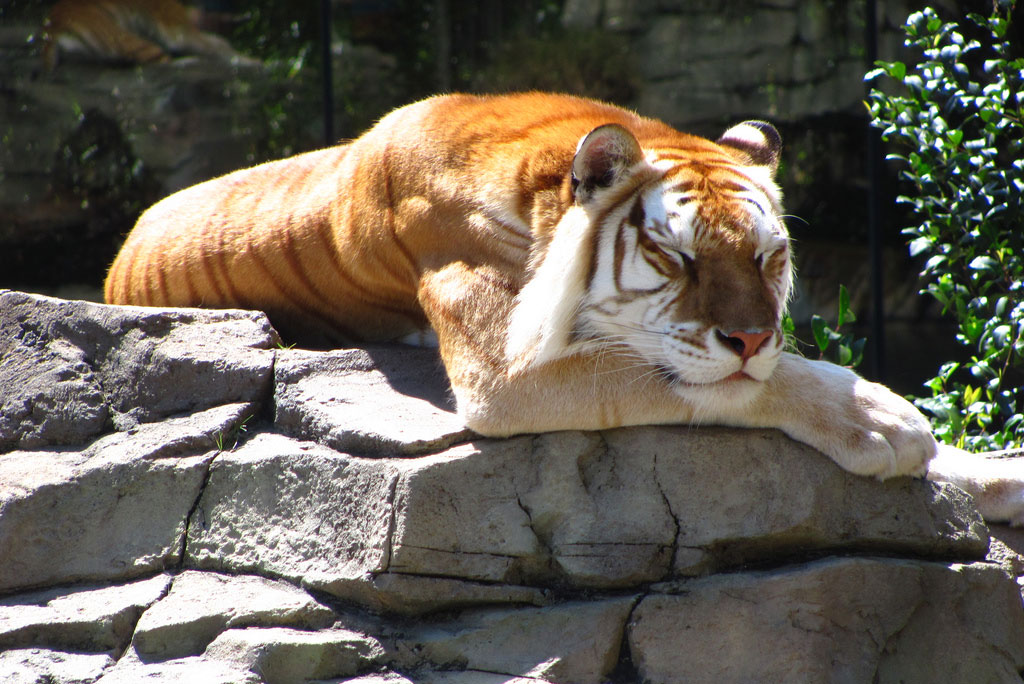 On a stone outcropping, a bengal tiger suns itself with its head resting on its foreleg.