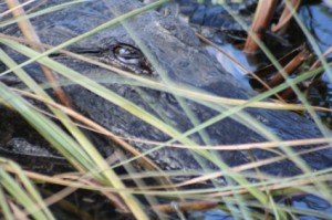 Close up of an alligator head barely above water with long grasses in the foreground.
