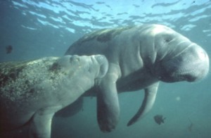 An underwater photo of a manatee and calf.