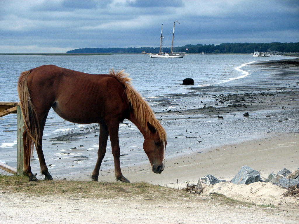 The most iconic image of Cumberland Island is its famous wild horses. Photo © Doug Anderson, licensed Creative Commons Attribution.