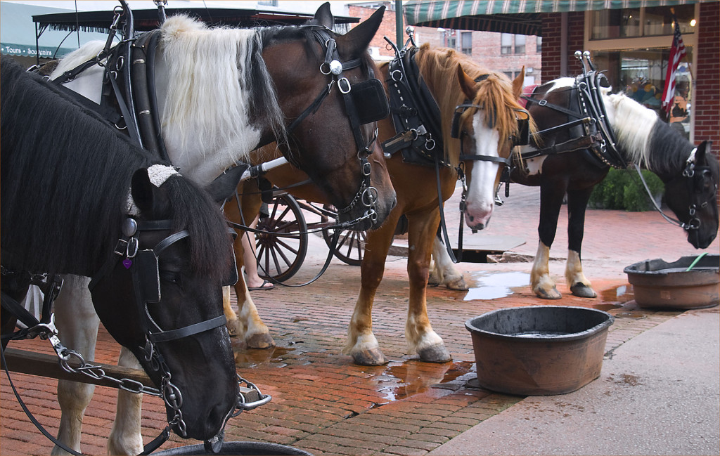 Carriage horses in harnesses and blinders drink from tubs as they await riders.