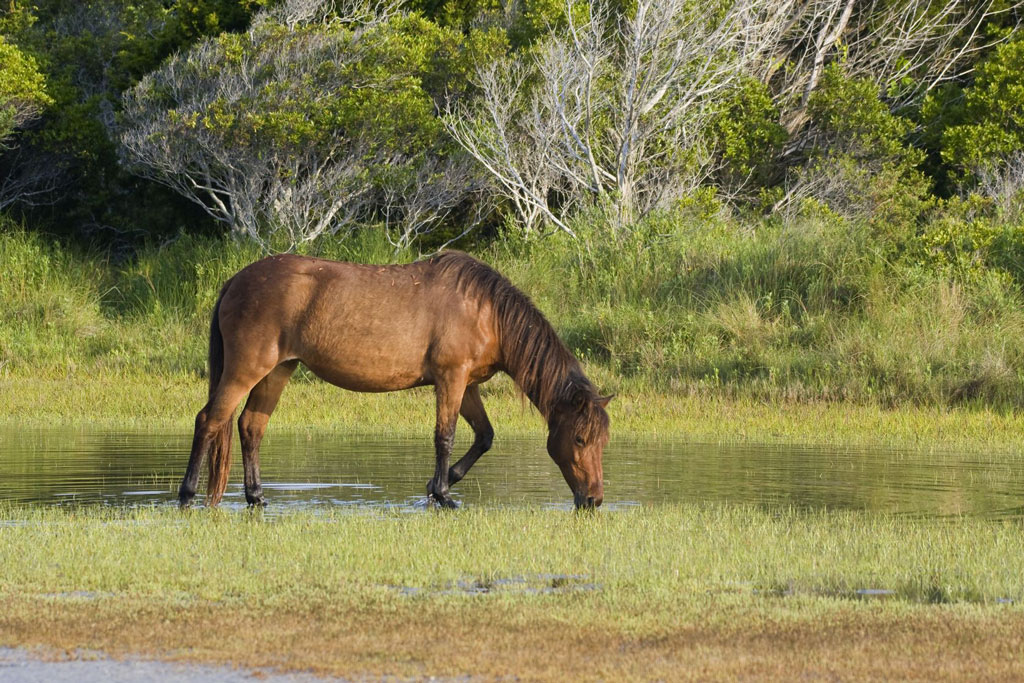 A wild horse stands ankle-deep in a pool of water, eating the low grasses.