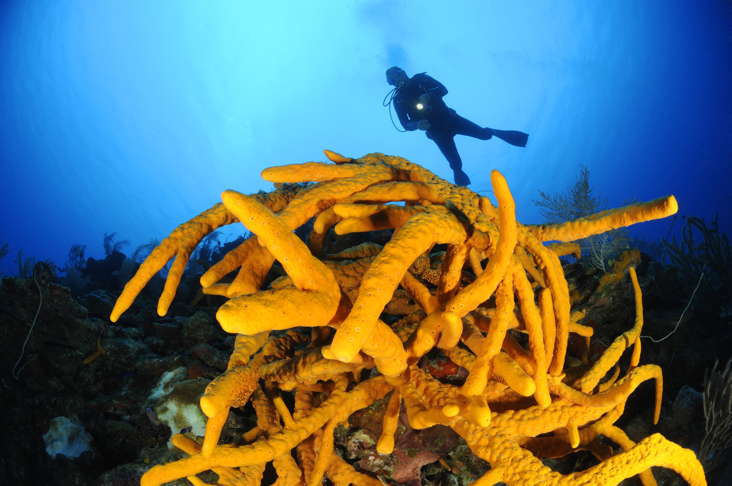 Sweet Maria! 50-plus fabled dive sites and turtle-watching have pulling power at Maria La Gorda. Image by  Wolfgang Poelzer / WaterFrame / Getty