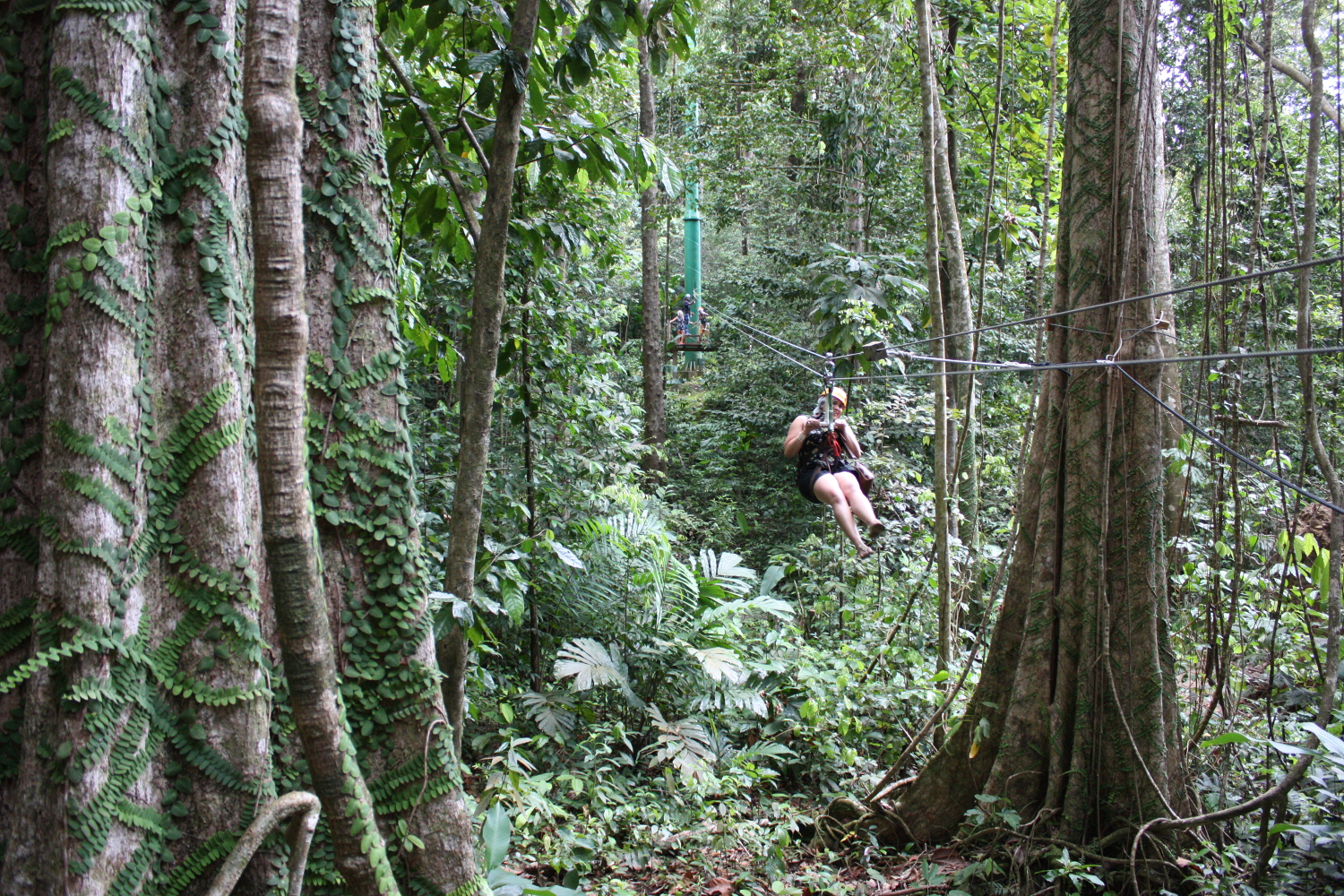 Brushing shoulders with the rainforest canopy: only on a zipline. Image by Lorna Parkes / Lonely Planet