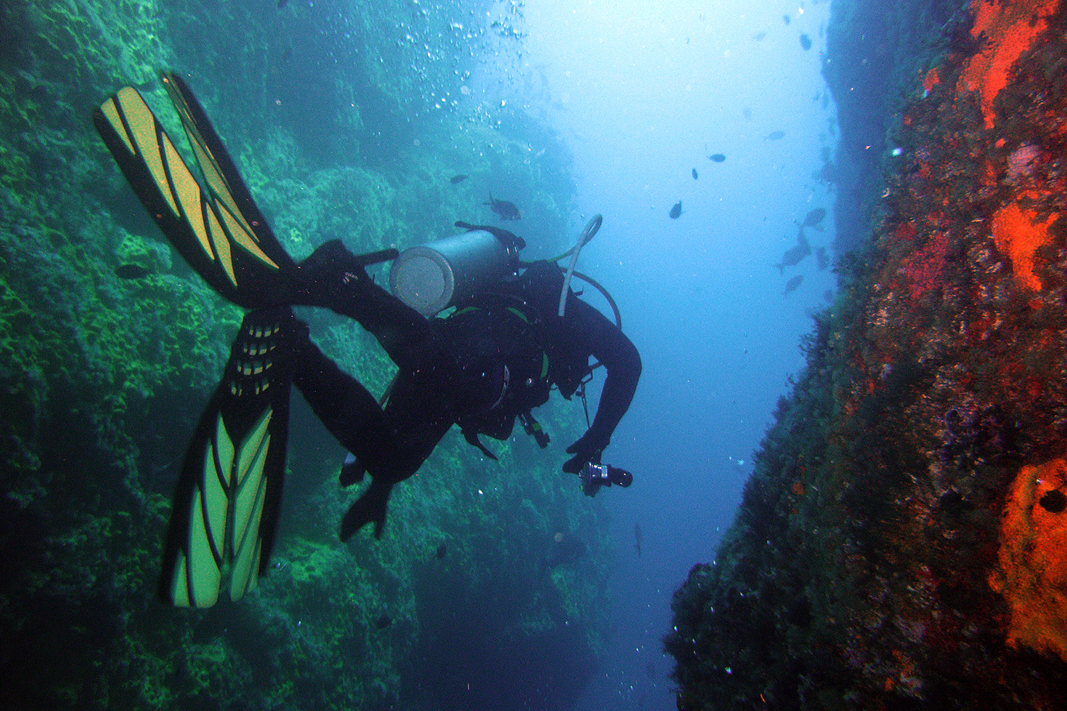 Submerge yourself in a marine wonderland on a dive in New Zealand's Poor Knights Reserve. Image by Anna Barnett / CC BY 2.0