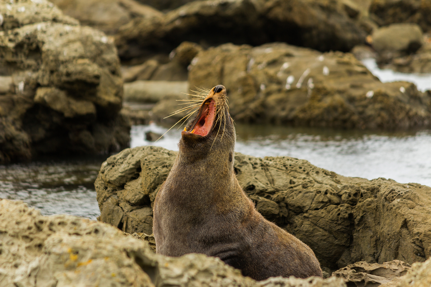 Take the plunge with fur seals in Kaikoura, New Zealand. Image by Anup Shah / CC BY-SA 2.0