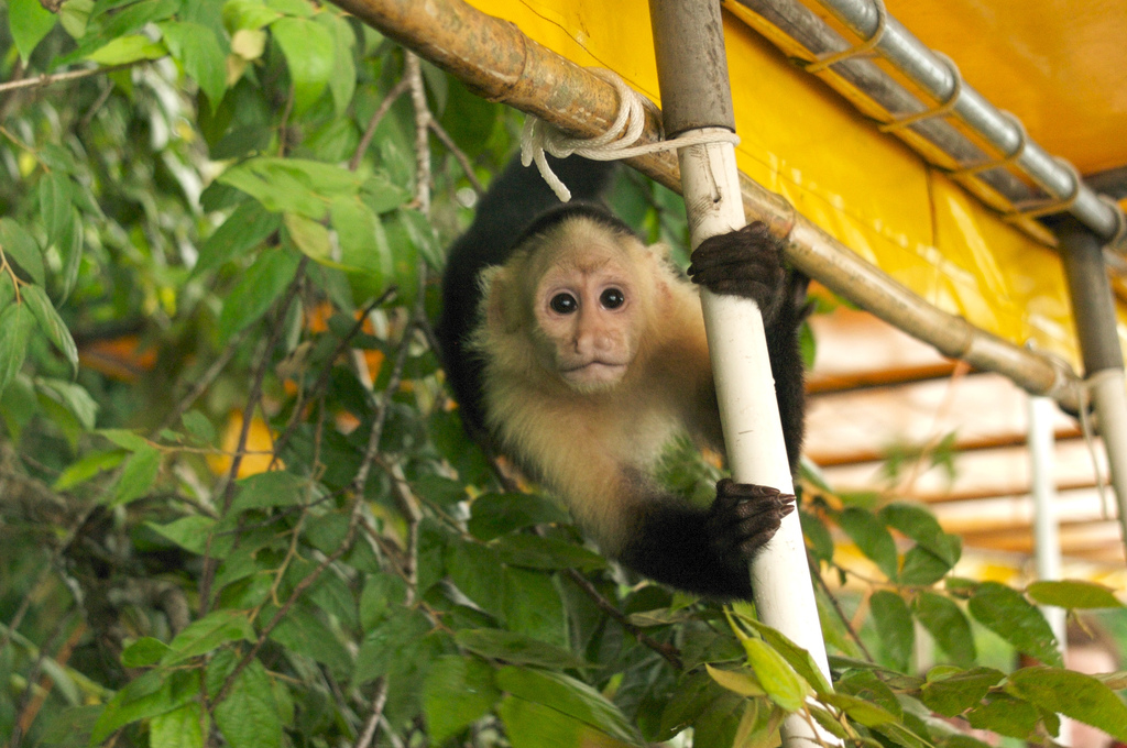 Are you looking at me? Capuchin monkey on Panama Canal. Image by Garrison Gunter / CC BY-SA 2.0