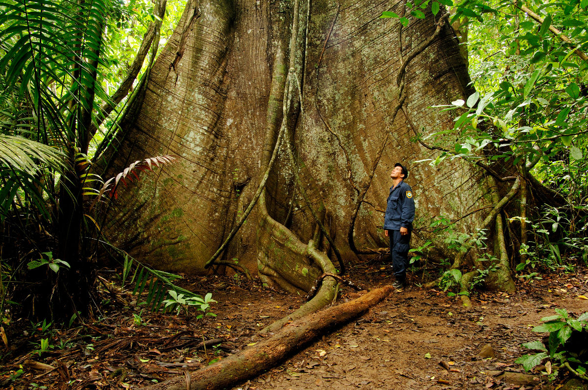 Nature in overdrive on Isla Barro Colorado. Image by Alfredo Maiquez / Getty