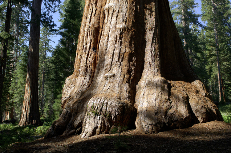 Giant trees in Yosemite National Park; Photo courtesy of California Travel and Tourism Commission/Christian Heeb.