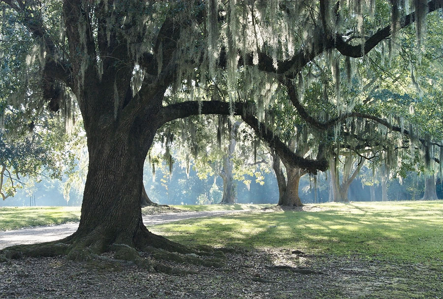 Beauty abounds in Natchez, from Spanish moss draped trees to incomprable antebellum architecture. Image courtesy of Natchez Convention and Tourism Board.