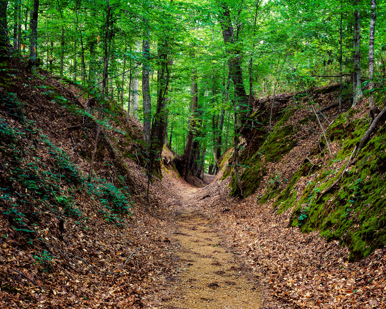 Sunken Trace, deeply eroded by hundreds of years of foot and cart travel. A section of the original Natchez Trace at mile 41.5 of the Natchez Trace Parkway, Mississippi.