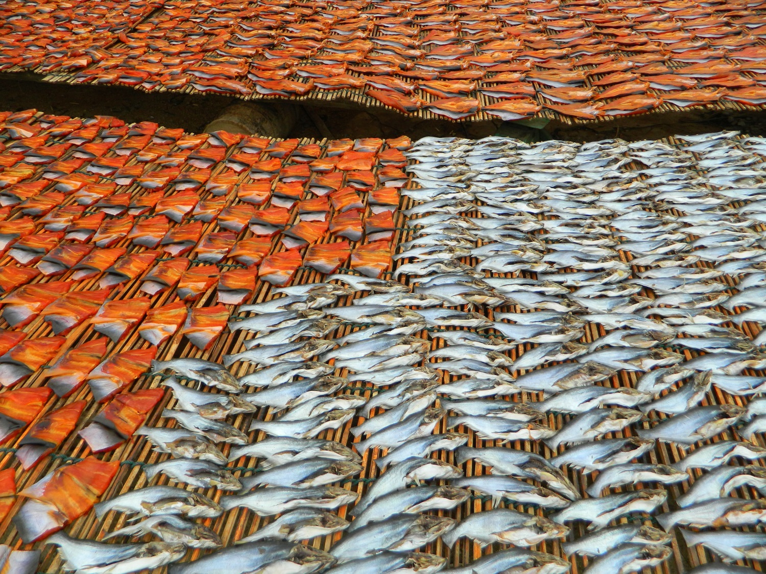 Fish drying at the prahoc factory outside Battambang