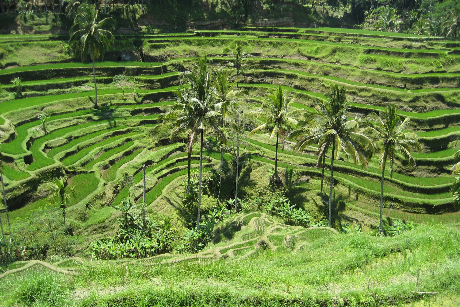 Travel reads lure visitors to Indonesia's dramatic landscapes, such as the rice terraces of Ubud, Bali. Image by Joan Campderros-i-Canas CC BY 2.0