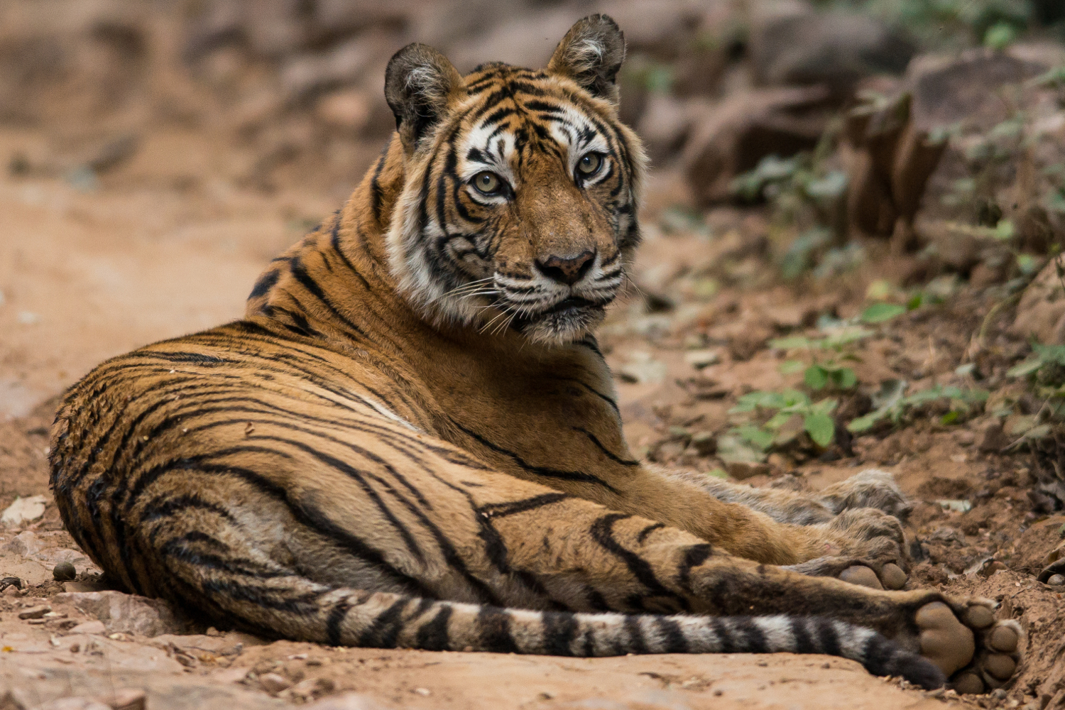 Royal Bengal tiger in repose, Rajasthan. © Christopher Kray / CC BY 2.0