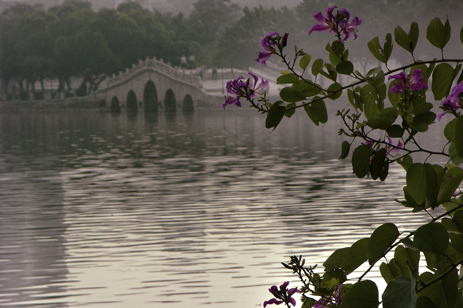 Serenity at Huizhou's West Lake: perfect antidote to modern China. Image by bpperry / Getty