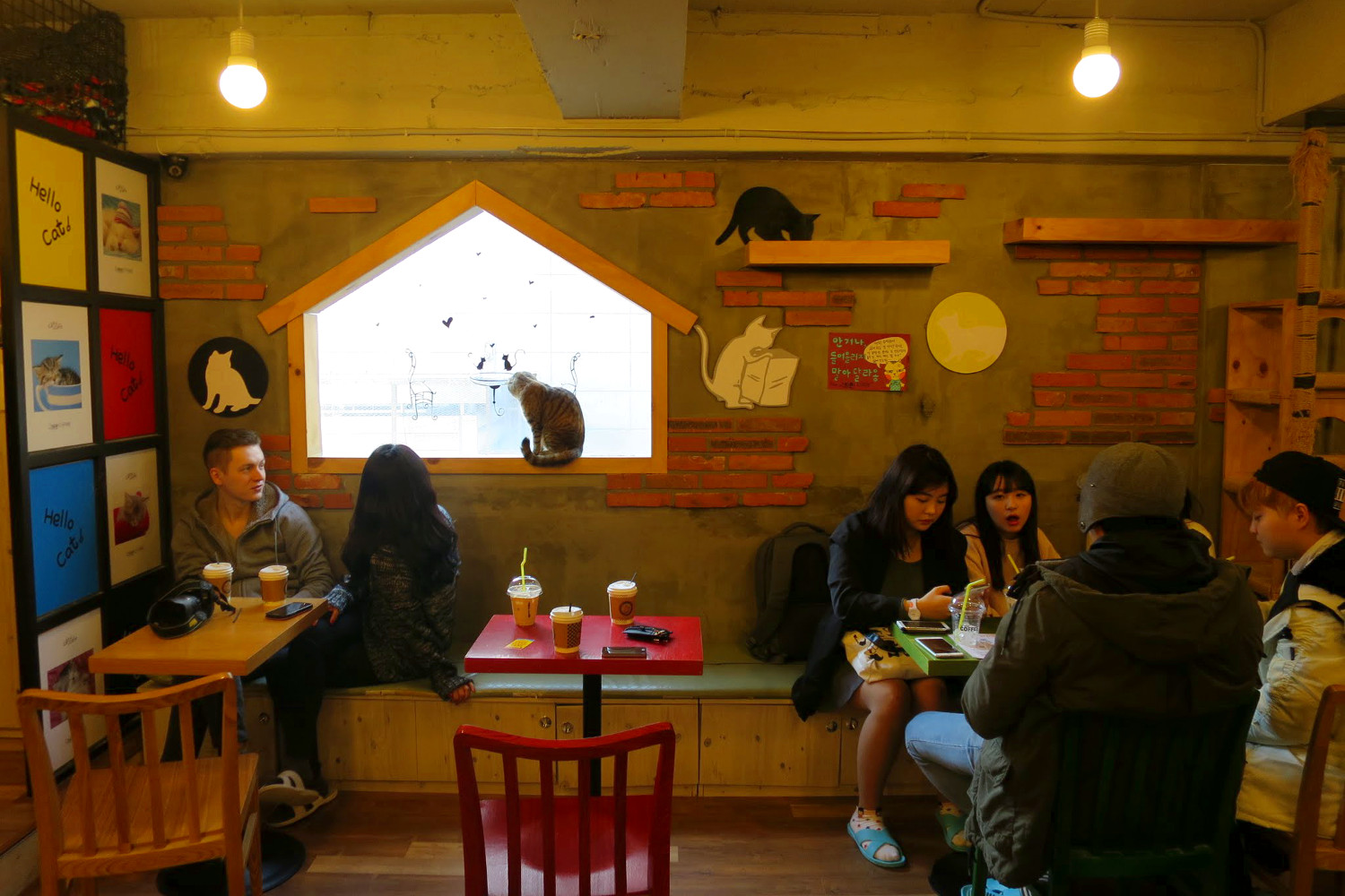 Many cat cafes provide good homes to stray kitties. Image by Megan Eaves / Lonely Planet