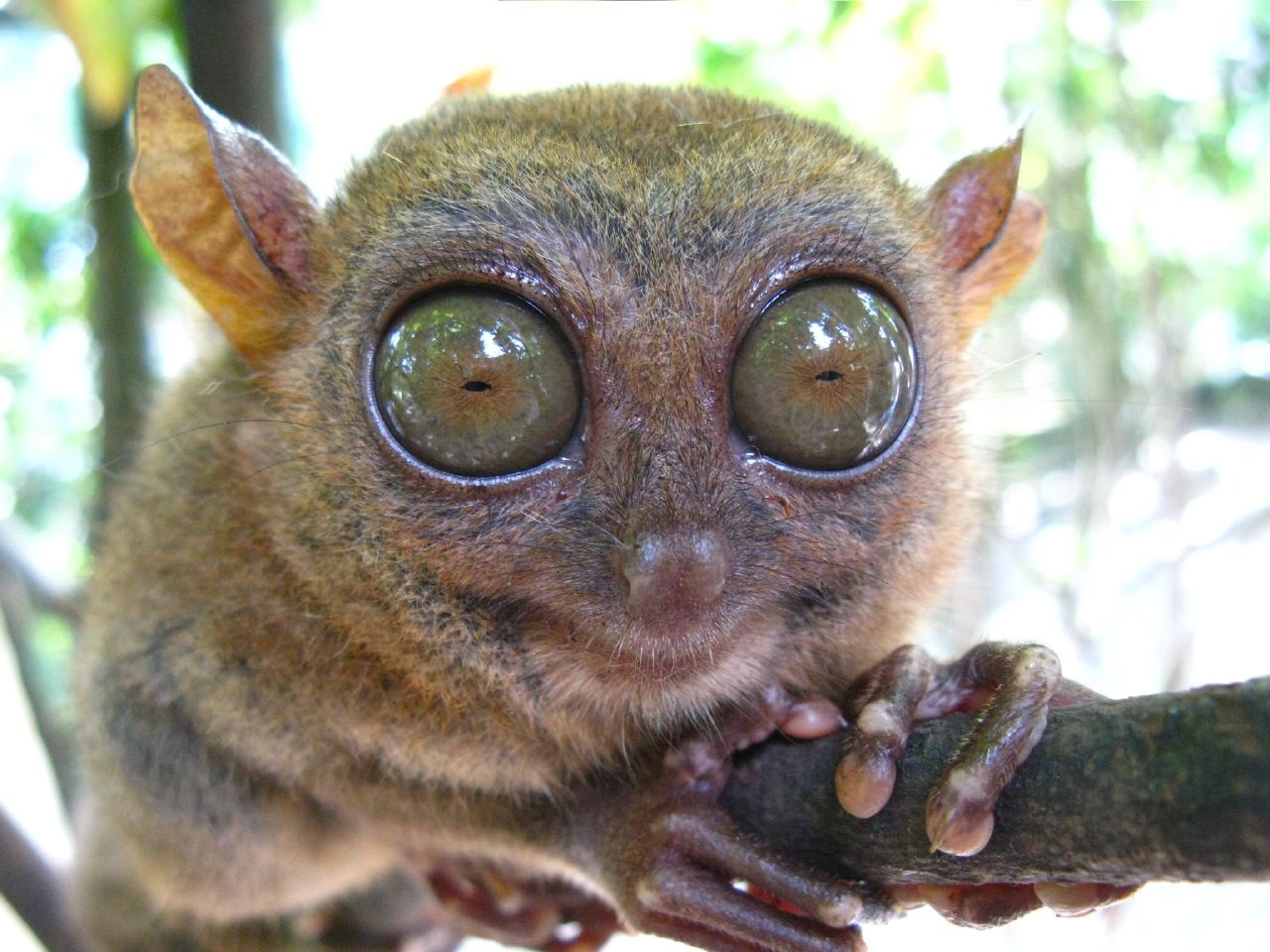 Tarsier