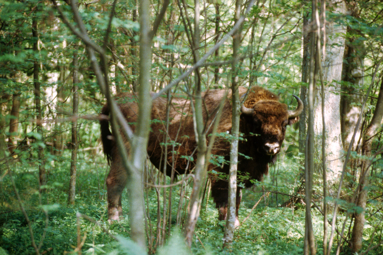 bison-poland-750_cs