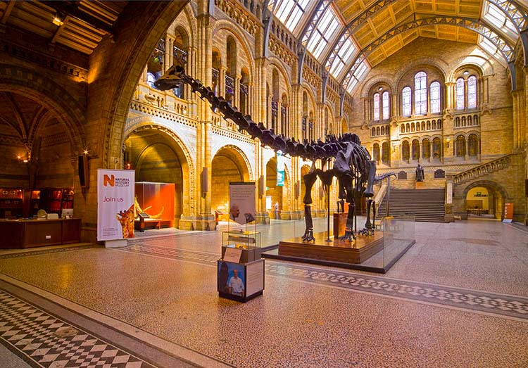 Pose with a diplodocus, gape at gothic architecture and peer into cabinets of beetles, all without paying a penny. Image by Latitudestock / Gallo Images / Getty Images