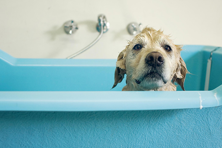 Love looking after pets? You'll get his vote. JanuarySkyePhotography / Moment / Getty Images