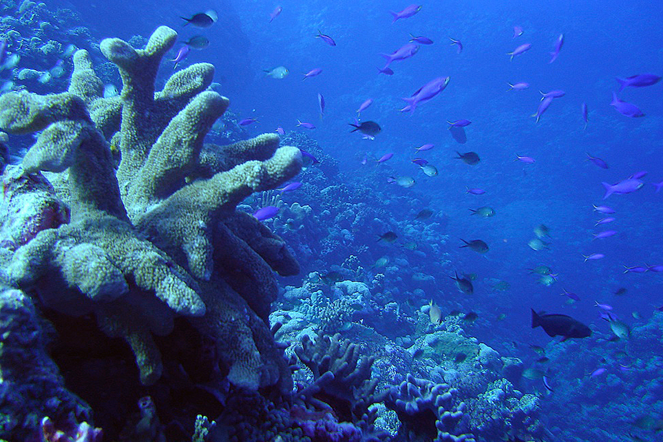 Diving and snorkelling in the Coral Sea off Queensland reveals a host of underwater treasures. Image by Cory Doctorow CC BY-SA 20