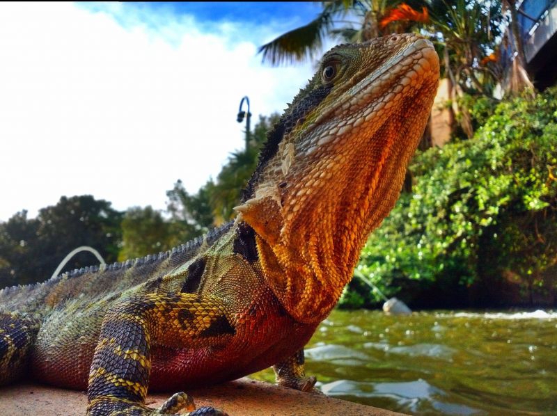 You'll see plenty of water dragons around Mount Coo-tha. Image by Rodrigo Segura / Lonely Planet