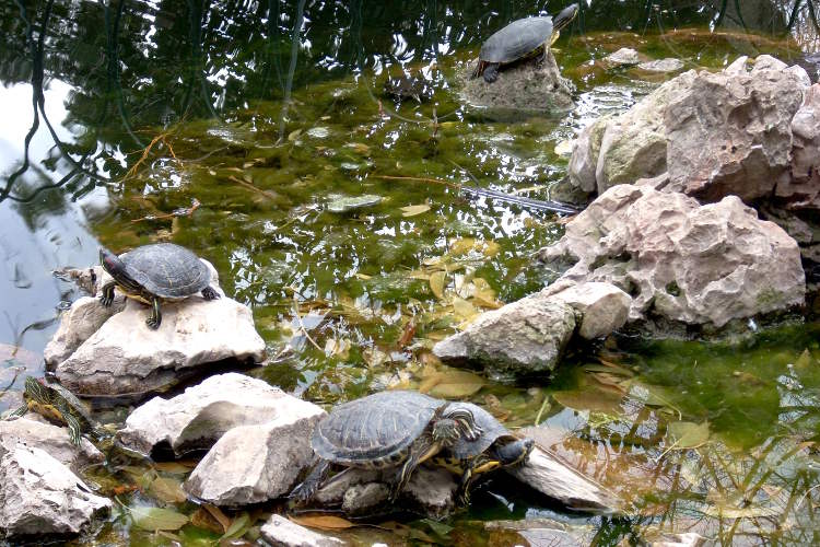 Turtles basking in a fountain in the Zappeio Gardens in Athens. Image by Alexis Averbuck / Lonely Planet