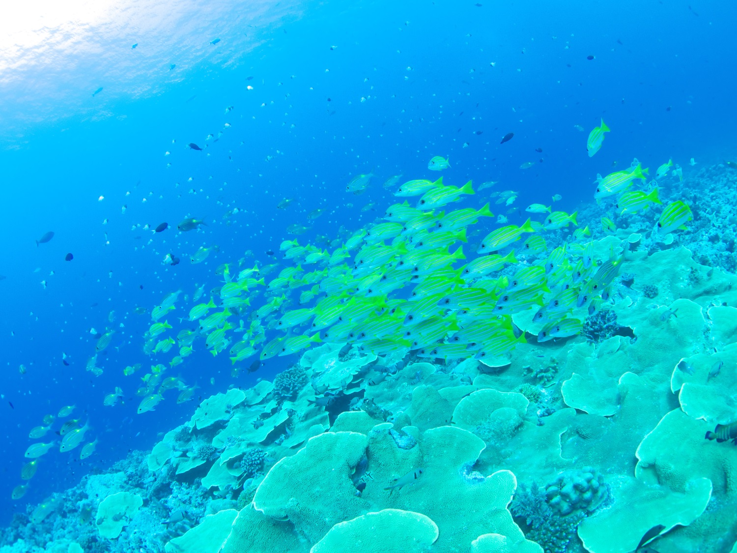 Fish life at the Blue Corner dive site, Palau