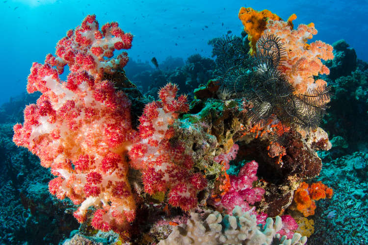 Extravagant soft coral of the Rainbow Reef, Somosomo Strait. Image by Pete Oxford / Minden Pictures / Getty Images