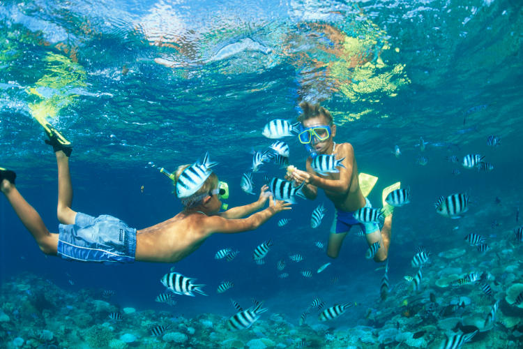 Snorkelling with scissortail sergeant fish at Malololailai. Image by Pete Atkinson / Getty Images