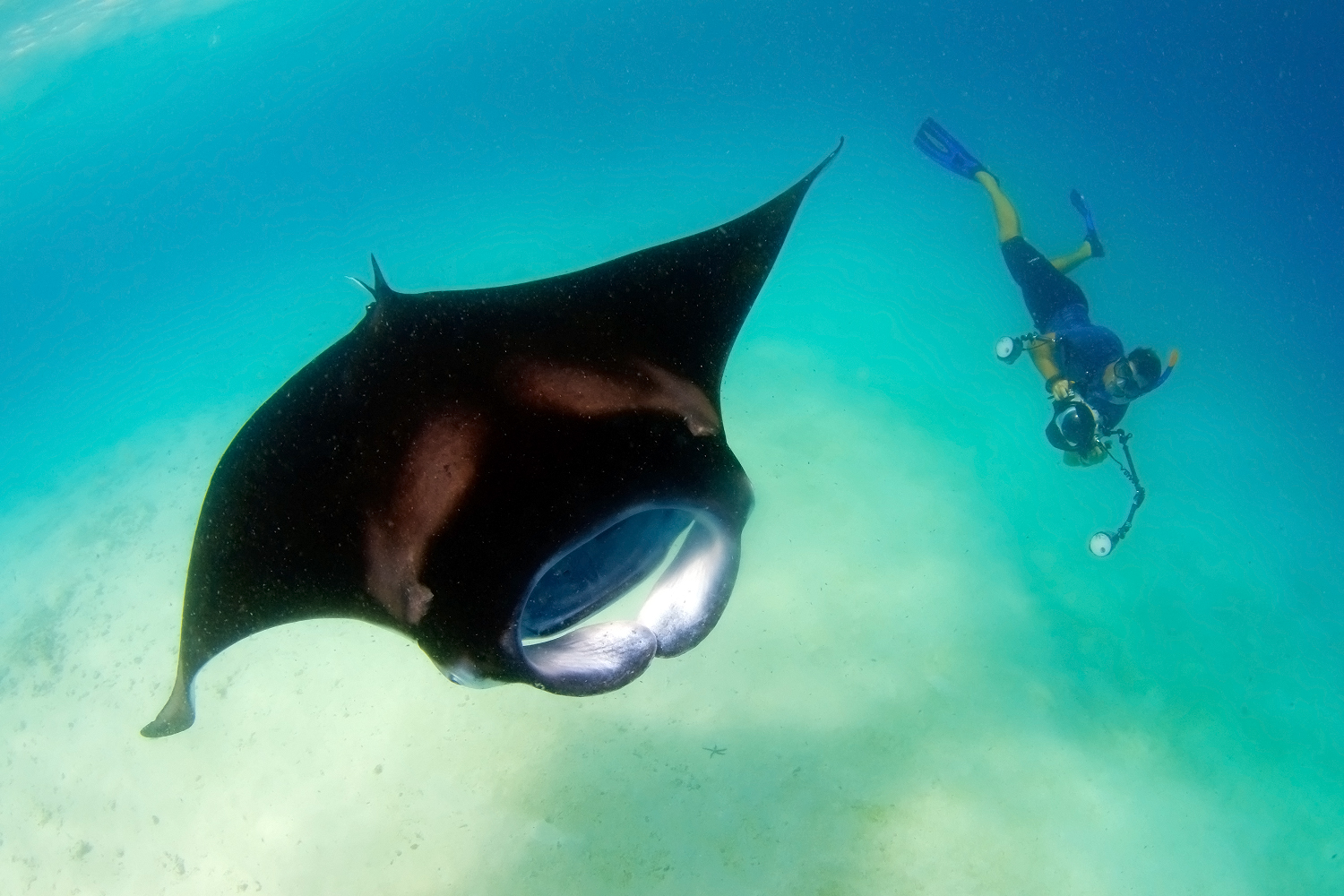 Guy taking identification photos of his favourite marine animal.  Image by Carlos Villoch