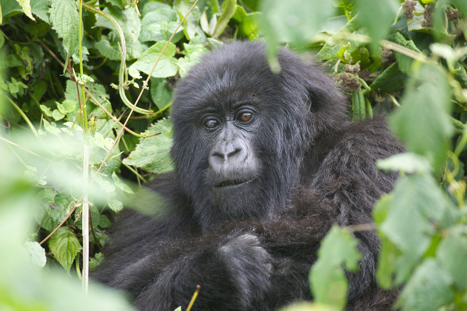 Coming face to face with a gorilla in the Virunga Mountains was a magical moment for Guy.  Image by Maurizio Giovanni Bersanelli / iStock / Getty